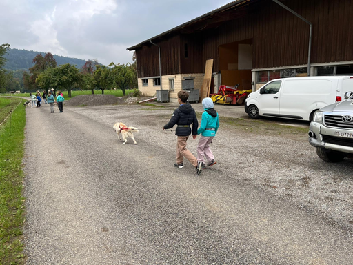 Husky Fun: spazieren mit Husky