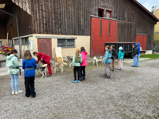 Husky Fun: spazieren mit Husky