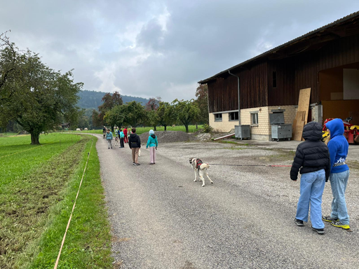 Husky Fun: spazieren mit Husky 
